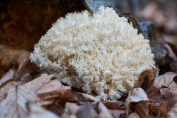 Hericium coralloides is a saprotrophic fungus, commonly known as coral tooth fungus or comb coral mushroom close-up in autumn forest