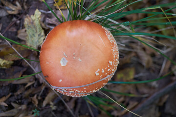 Amanita muscaria close-up in forest