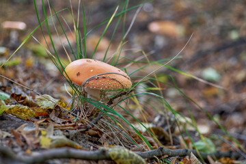 Amanita muscaria close-up in forest