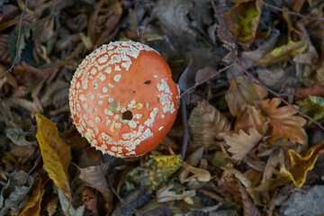 Amanita muscaria close-up in forest