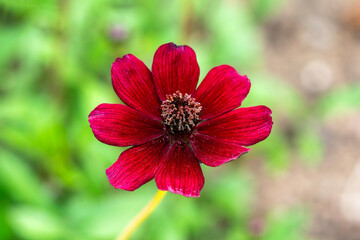 Cosmos atrosanguineus 'Chocamocha' a summer flowering plant with a maroon, red summertime flower commonly known as chocolate cosmos, gardening stock photo image