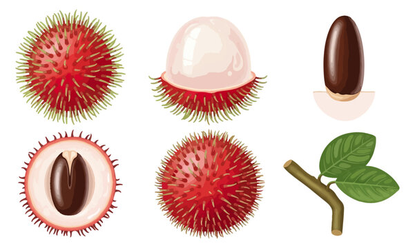 Exotic fruit illustration rambutan sections and elements