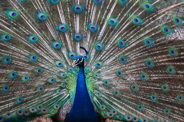 Fototapeta premium peacock with feathers out of focus