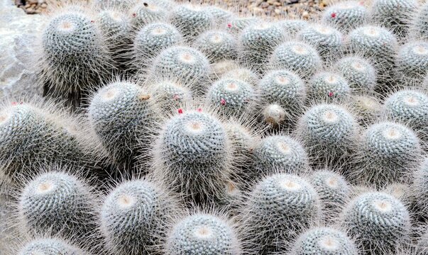 Close up of cacti