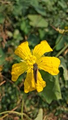 Yellow flower with a dark insect in the center outdoors