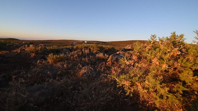 Almost all of the vegetation on the summit of Karacadağ, at an altitude of 1957, consists of astragalus plants.