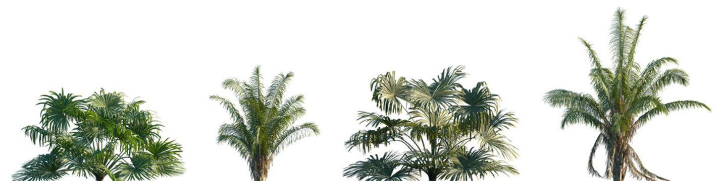 Set of Brahea moorei and Attalea Comune frontal palms set isolated png on a transparent background perfectly cutout