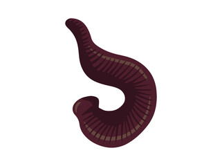 Hand Drawn Leech Animal Illustration
