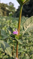 Delicate pink wildflower blooms amidst green foliage in a field