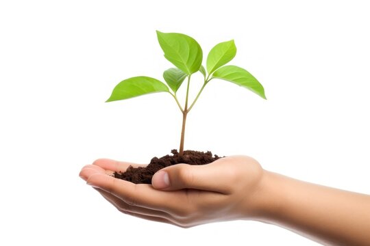 Hand holding a sprout planting leaf soil.
