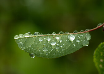 A leaf with raindrops on it