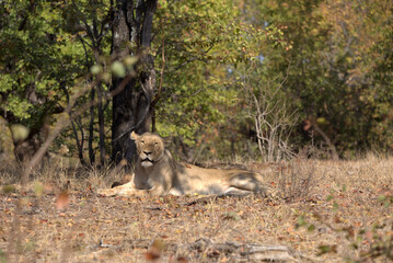 Lioness (Panthera leo) in Kruger National Park, South Africa.