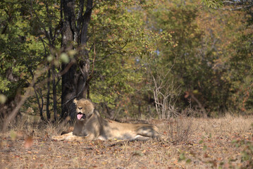Lioness (Panthera leo) yawning in the shade of a mopane tree in Kruger National Park, South Africa.