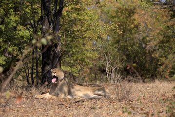 Lioness (Panthera leo) yawning in the shade of a mopane tree in Kruger National Park, South Africa.