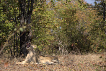 Lioness (Panthera leo) yawning in the shade of a mopane tree in Kruger National Park, South Africa.