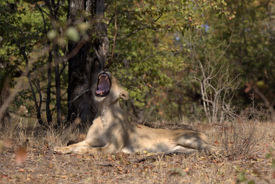 Lioness (Panthera leo) yawning in the shade of a mopane tree in Kruger National Park, South Africa.