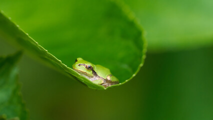 紫陽花の葉の上で安らぎリラックスしている一匹のニホンアマガエル