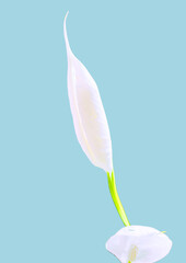 Peace Lily Bud on pastel blue background