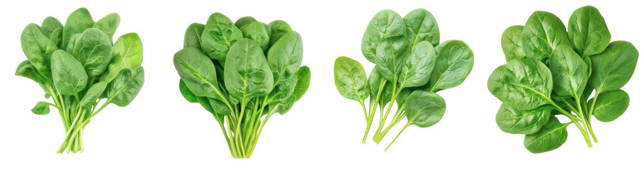 Fresh spinach bunches for healthy eating