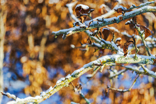 Macro view of apple tree branches with snow and dry leaves in garden on background. Sweden.
