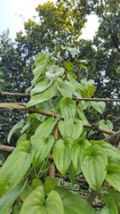 Vibrant green leaves of a climbing plant on a rustic bamboo structure