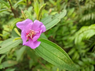 Beautiful Single Tropical Melastoma Flower and Green Leaves