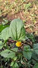 Close up of a small yellow flower nestled among large green leaves