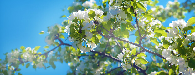 Banner with fresh cherry blossoms, blue sky.  Spring sunny day. Springtime atmospheric mood. Copy space