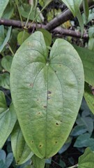 Close up of a large heart shaped green leaf with visible veins