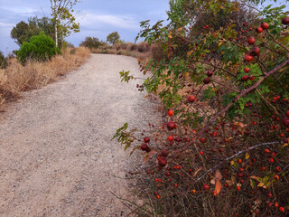 View of a curved path of dirt, grass, rocks and small stones. can be used for concepts and backgrounds. horizontal photo.