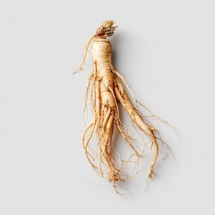 Single Ginseng root, light beige color,  sprawling roots on light gray background