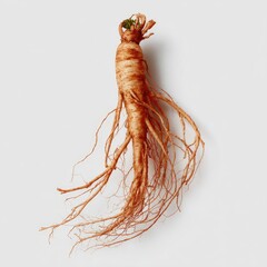 Dried Ginseng root, light background.  Long,  light-brown root with  many  thin,  tangled fibers,  and small green sprout
