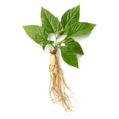 Fresh ginseng root with vibrant green leaves