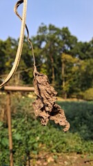 Close up of a dried plant hanging from a vine outdoors