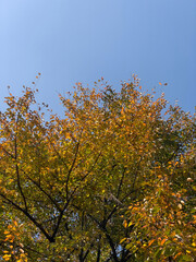 Autumn Foliage Under a Bright Blue Sky