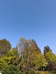 Blue Sky with Autumn Trees and Bright Foliage