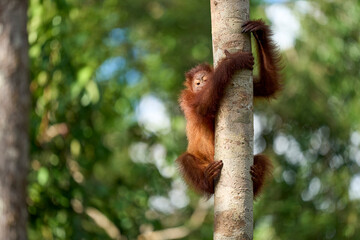 Young orangutan (Pongo pygmaeus) climbing in the rainforest of Borneo. Curiosity and agility show the first steps of life in Tanjung Puting National Park.
