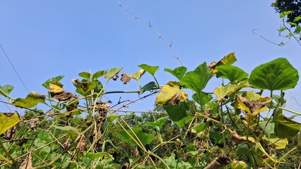 Green leaves and vines reaching towards a clear blue sky