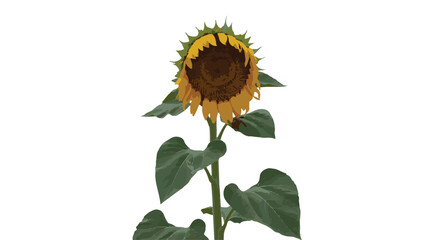 Single Sunflower with Large Head and Green Leaves on a White Background Keywords: sunflower, flower, plant, nature, yellow, petals, brown, center, seeds, green, leaves, stem