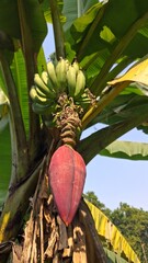Green bananas grow on tree with large red flower bud