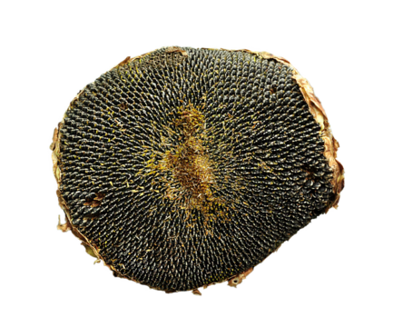 Dried sunflower head, cut out, single head isolated on green. Sunflower seed harvest, dried head plate, unhull seeds. Modern style food minimalist image	
