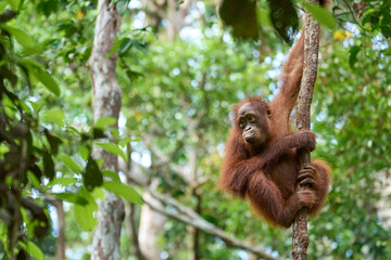 Young orangutan (Pongo pygmaeus) climbing in the rainforest of Borneo. Curiosity and agility show the first steps of life in Tanjung Puting National Park.