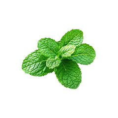 Fresh mint leaves on Transparent Background