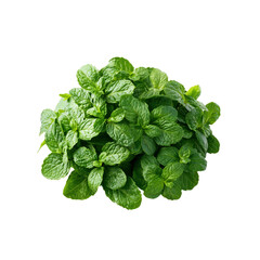 Fresh mint leaves on Transparent Background