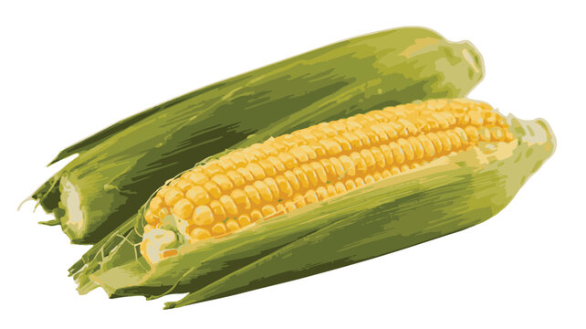 Two Ears of Corn with Green Husks on a White Background maize ear of corn