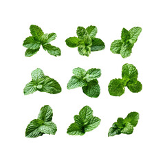 Fresh sprigs of mint on Transparent Background