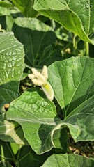 Delicate white flower blooming amidst lush green squash leaves