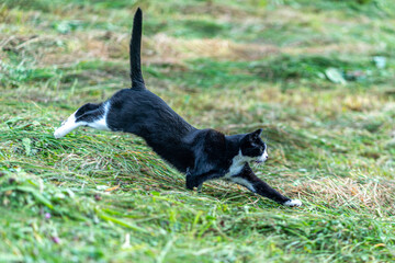 black cat running