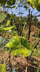Close up of green and yellow spotted leaves on a branch in sunlight