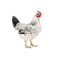 Chicken hen portrait on Transparent Background
